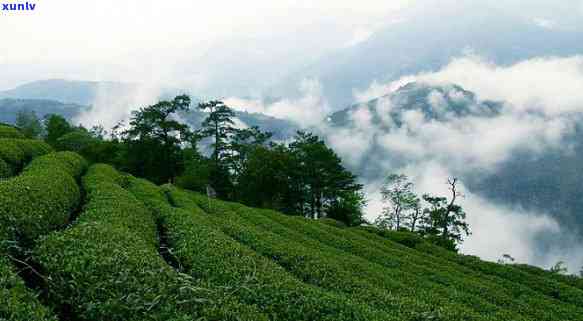 高山茶好不好喝，品鉴高山茶：究竟好不好喝？