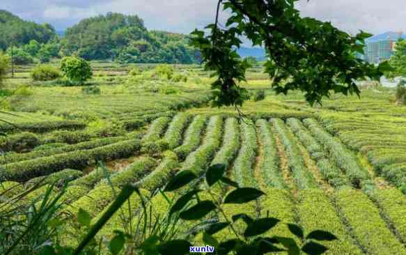 高山茶好不好喝，品鉴高山茶：究竟好不好喝？