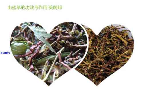 山蜜茶什么人不能喝-山蜜茶功效与作用