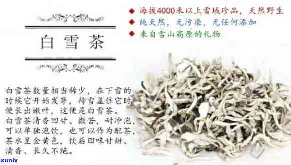 白雪茶：什么类型的茶？