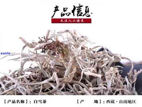 白雪茶什么人不能喝-白雪茶什么人不能喝了