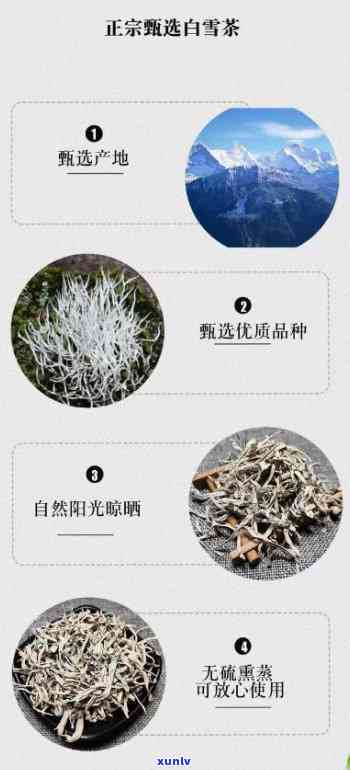 白雪茶什么人不能喝-白雪茶什么人不能喝了