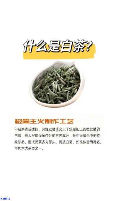 全面解析：白桦茶的好处、坏处与功效