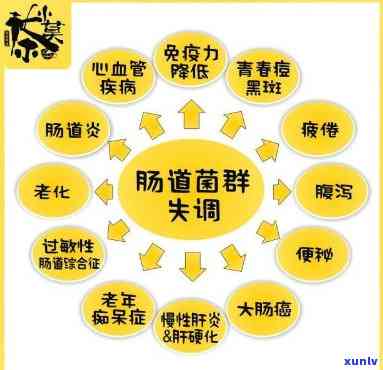 对肠道有益的茶：种类与功效全解析