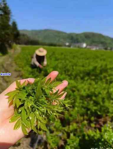 莓茶适合哪些人群饮用？详细解析