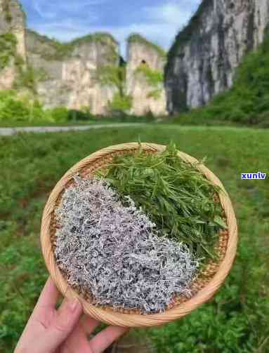 莓茶适合什么人群喝-莓茶适合什么人群喝