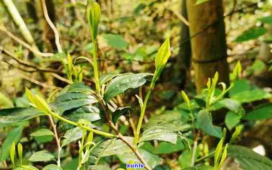 探究胖大海润喉茶组方茶的功效与作用