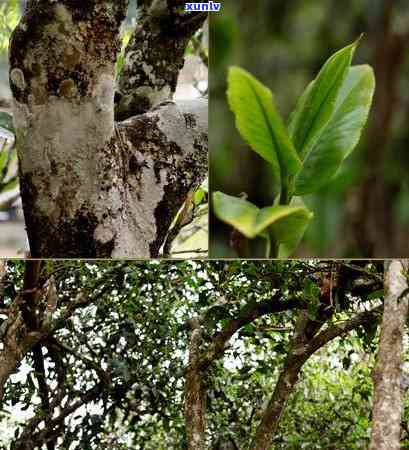 海南大叶茶：探索其由来与历