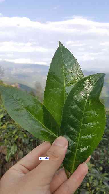 海南大叶茶：探索其由来与历