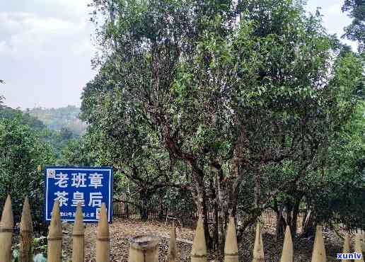 老茶入口感觉，品尝老茶的独特口感体验