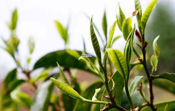 女儿茶适合哪个节饮用？