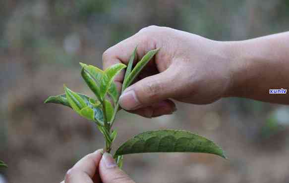 什么叫老树茶，探秘老树茶：你真的了解这种珍贵的茶叶吗？