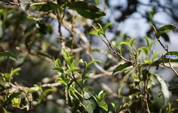 什么叫老树茶，探秘老树茶：你真的了解这种珍贵的茶叶吗？