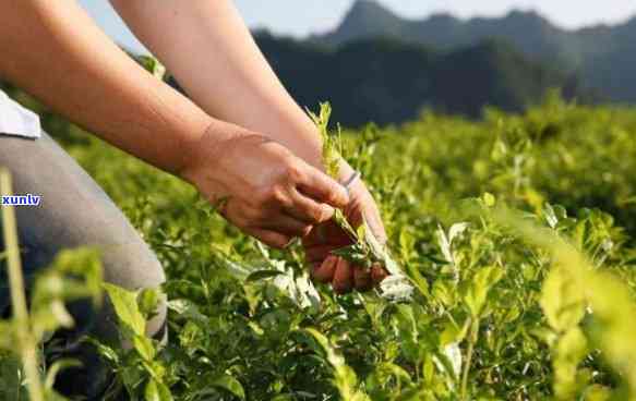 莓茶什么人不适合喝哪些人适合喝莓茶，莓茶的功效与适宜人群：哪些人适合饮用，哪些人应避免？