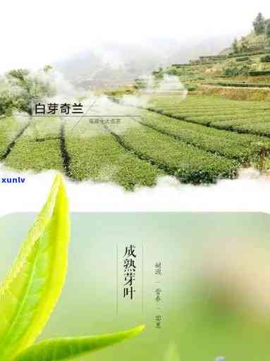 奇兰茶的功效与作用：揭示其的保健效果