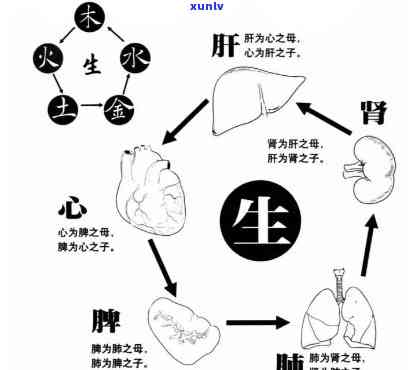 什么茶养五脏？六腑与身体哪个部位受益更大？哪种茶效果？