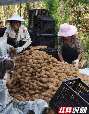 家里来人喝什么茶好呢，「家里来人喝什么茶好呢」：详解适合不同场合的茶叶选择