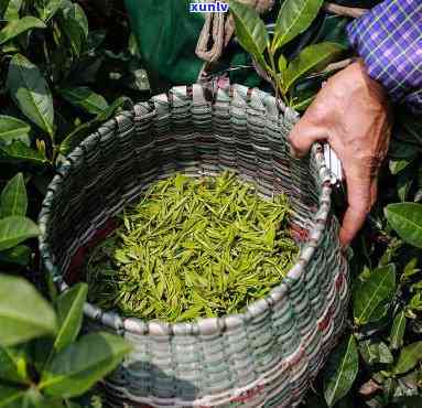 家里来人泡什么茶？推荐几种适合招待客人的茶叶