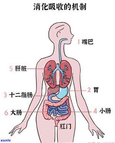 肠清茶长期喝是否会使肠子变黑？有何副作用？