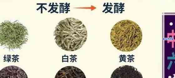 哪种茶四都可以喝-哪种茶四都可以喝的