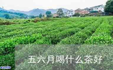 5月6月喝什么茶好喝，五月六月，适合饮用哪些茶叶？口感与功效全面解析