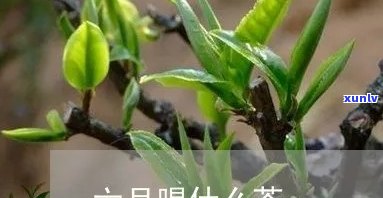 5月6月喝什么茶好喝，五月六月，适合饮用哪些茶叶？口感与功效全面解析