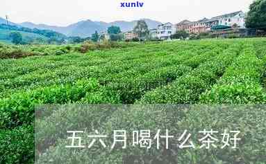 五月六月喝什么茶，初时节，尝好时光——五月六月适宜饮用的茶叶推荐