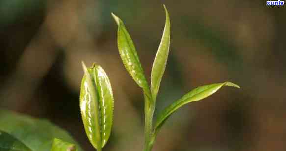 五月六月喝什么茶，初时节，尝好时光——五月六月适宜饮用的茶叶推荐