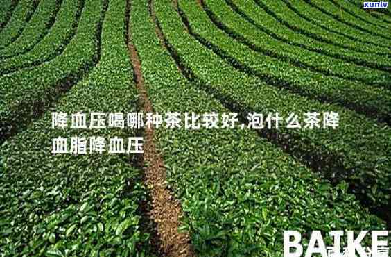 喝哪种茶能降血压，探讨哪些茶叶有助于降低血压？