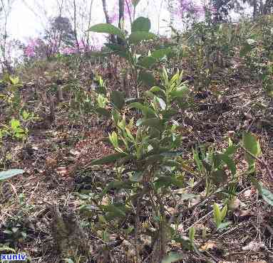 野生冬茶的药理作用，探秘野生冬茶：揭秘其独特的药理作用