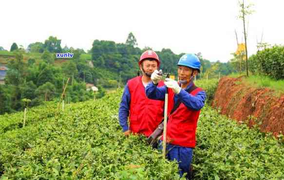 什么茶适合喷淋煮茶叶，喷淋煮茶叶？这些茶最适合！