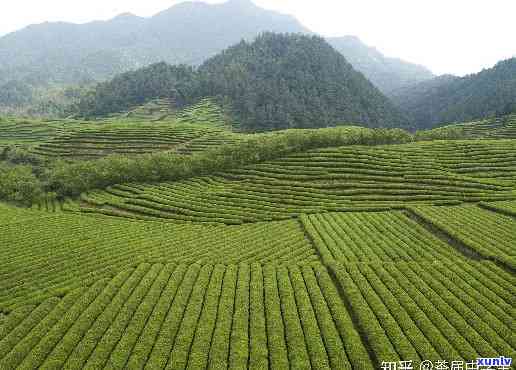 湖南张家界产什么茶叶，湖南张家界：探秘神秘的茶叶世界