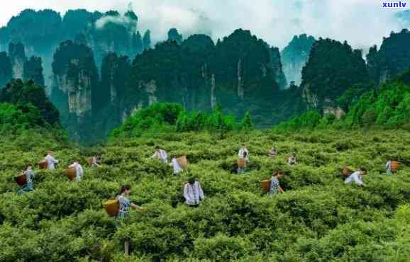 湖南张家界产什么茶-湖南张家界产什么茶叶