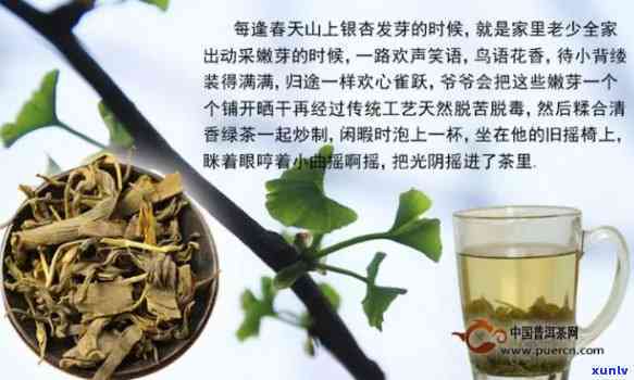 银杏茶的功效与禁忌全解析：你需要知道的一切