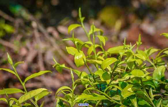 揭示红色细丝的秘密：它是何种茶类及其植物来源？