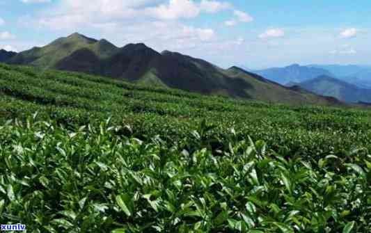 高山茶是属于什么茶种，揭秘高山茶的品种归属，它是属于哪种茶种？