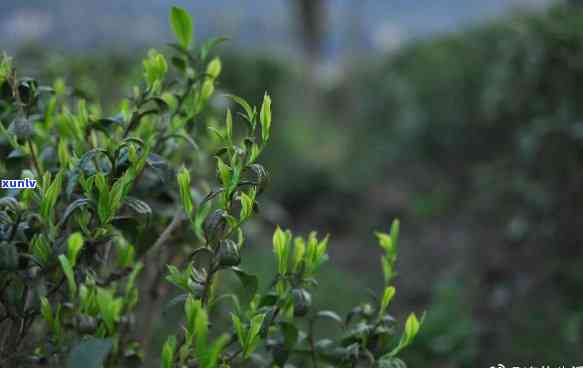 明前茶包括哪些种类？详解明前茶的含义与特点