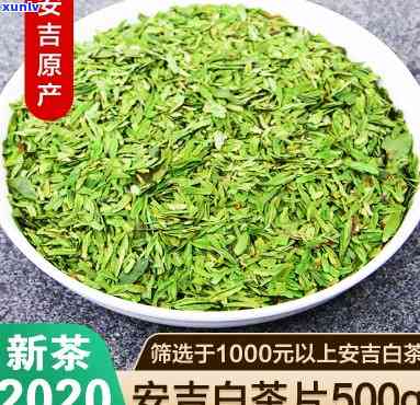 安吉白片：属于哪种茶种？