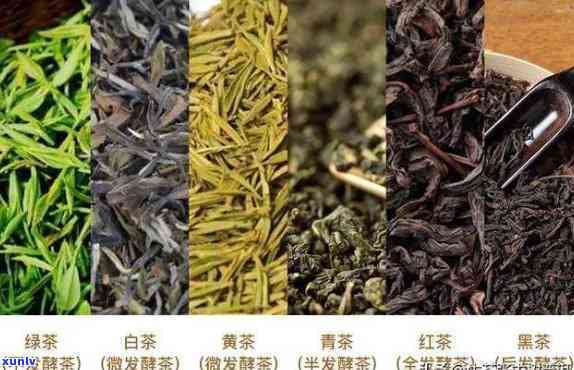 跟米一样的是什么茶？详解其种类与特点