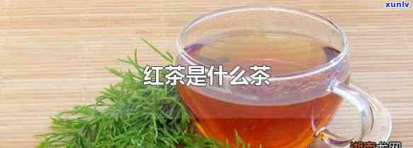 红珠茶是属于什么茶-红珠茶是属于什么茶类