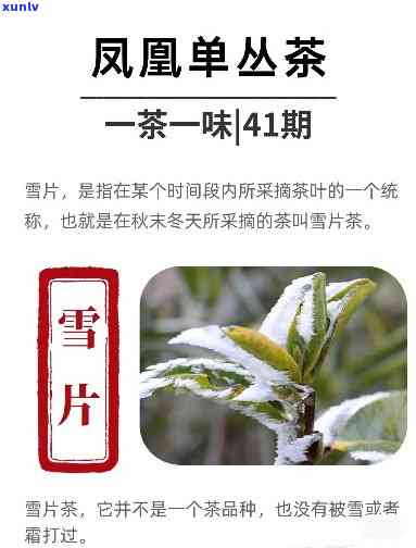 高山雪片属于什么茶-高山雪片属于什么茶种