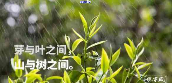 雨山茶是属于什么茶-雨山茶简介