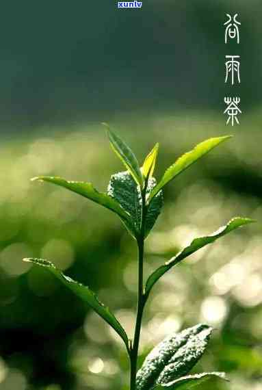 雨山茶是属于什么茶-雨山茶简介