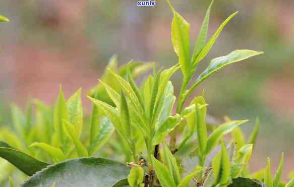 春最适合饮用哪些茶叶？探讨选择