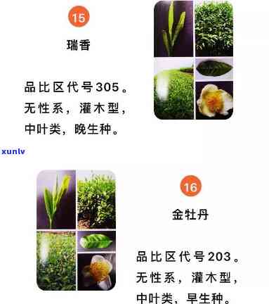 花香小赤：揭开神秘茶叶品种的面纱