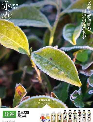 花香小赤：揭开神秘茶叶品种的面纱