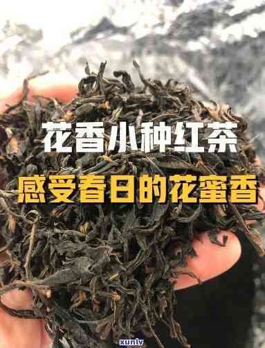 名师手制冰岛一号茶-冰岛一号茶多少钱一斤