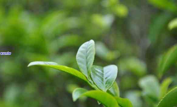 凤凰茶：属于哪种茶？种植 *** 是什么？