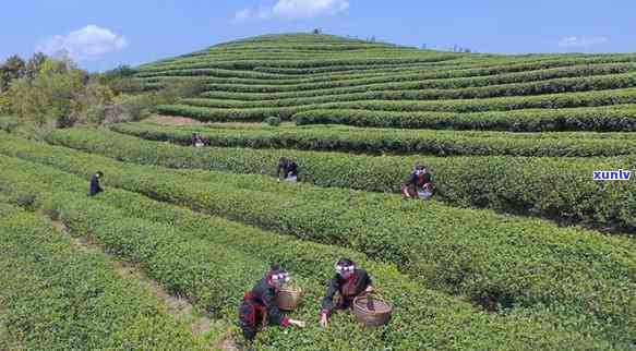 小福鼎茶，培育“小福鼎茶” 推动茶叶产业发展