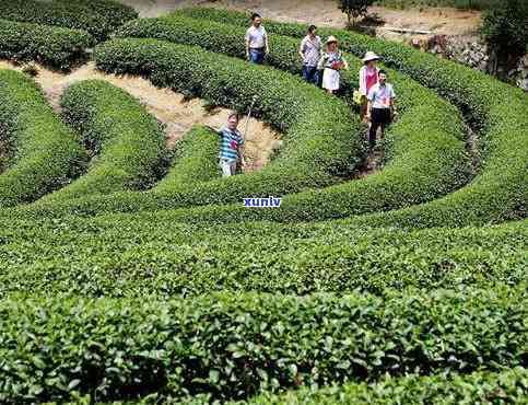 小福鼎茶，培育“小福鼎茶” 推动茶叶产业发展